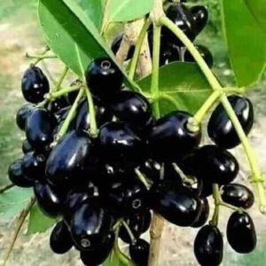 Fresh Jamun (Indian Blackberry) – Sweet & Tangy