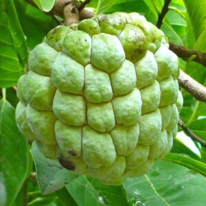 Fresh Custard Apple (Sitaphal / Sharifa) – Sweet & Creamy