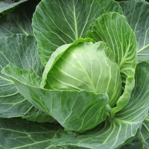 Fresh Cabbage (Patta Gobhi) – Farm Fresh & Healthy